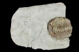 Eldredgeops Norwoodensis Trilobite Fossil - Johnson County, Iowa #149015-1